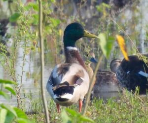 WhatsApp Image 2025-10-25 at 17.33.22